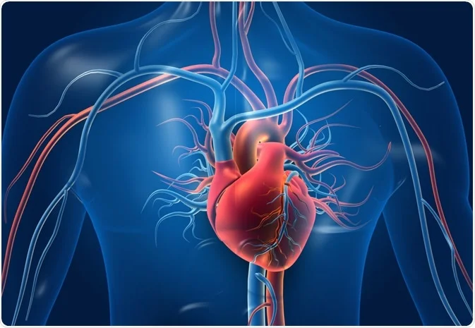 Vieillissement du système cardiovasculaire